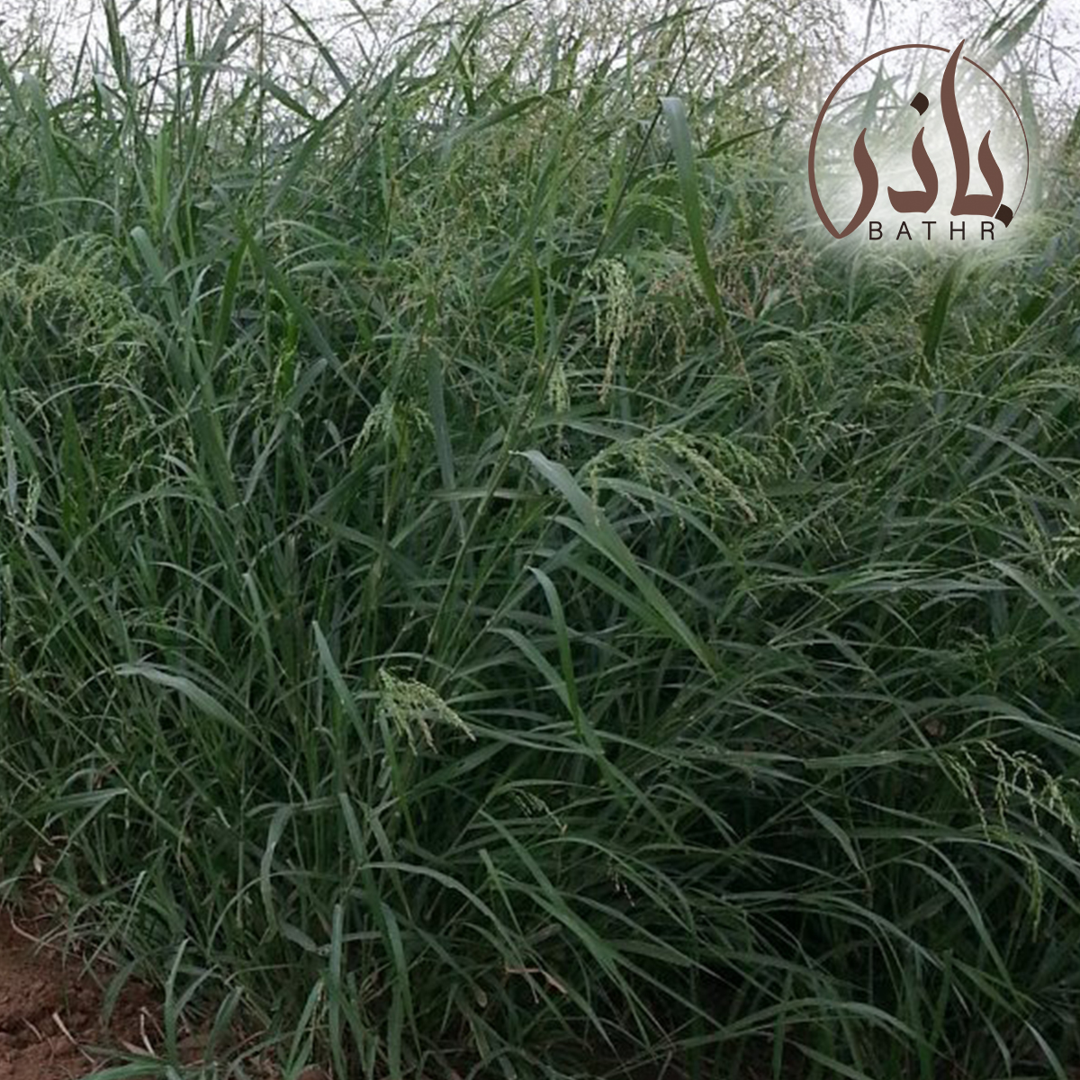 بلوبنك