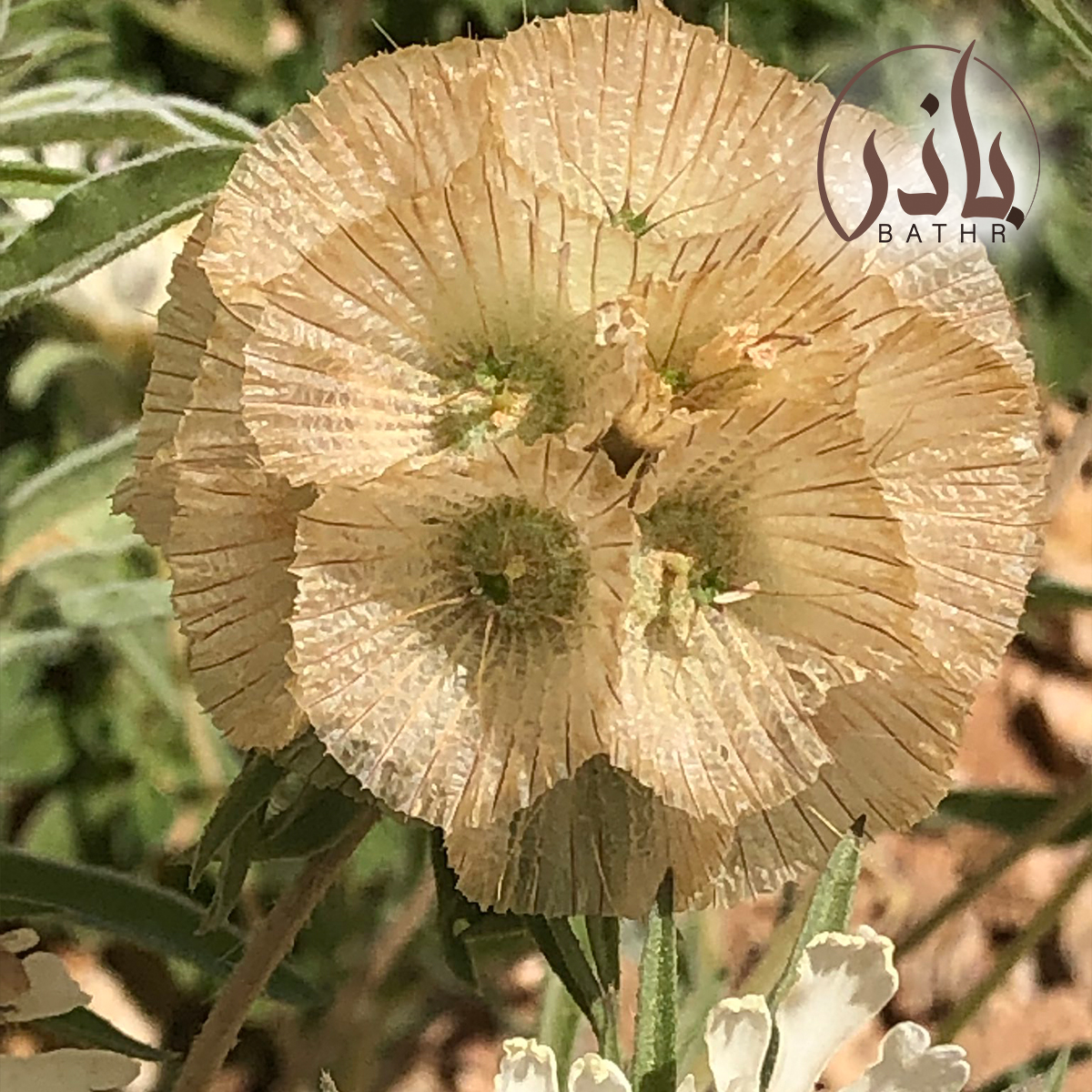 زهرة أم قلاص
