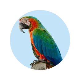 Bird Supplies