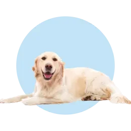 Dog Supplies