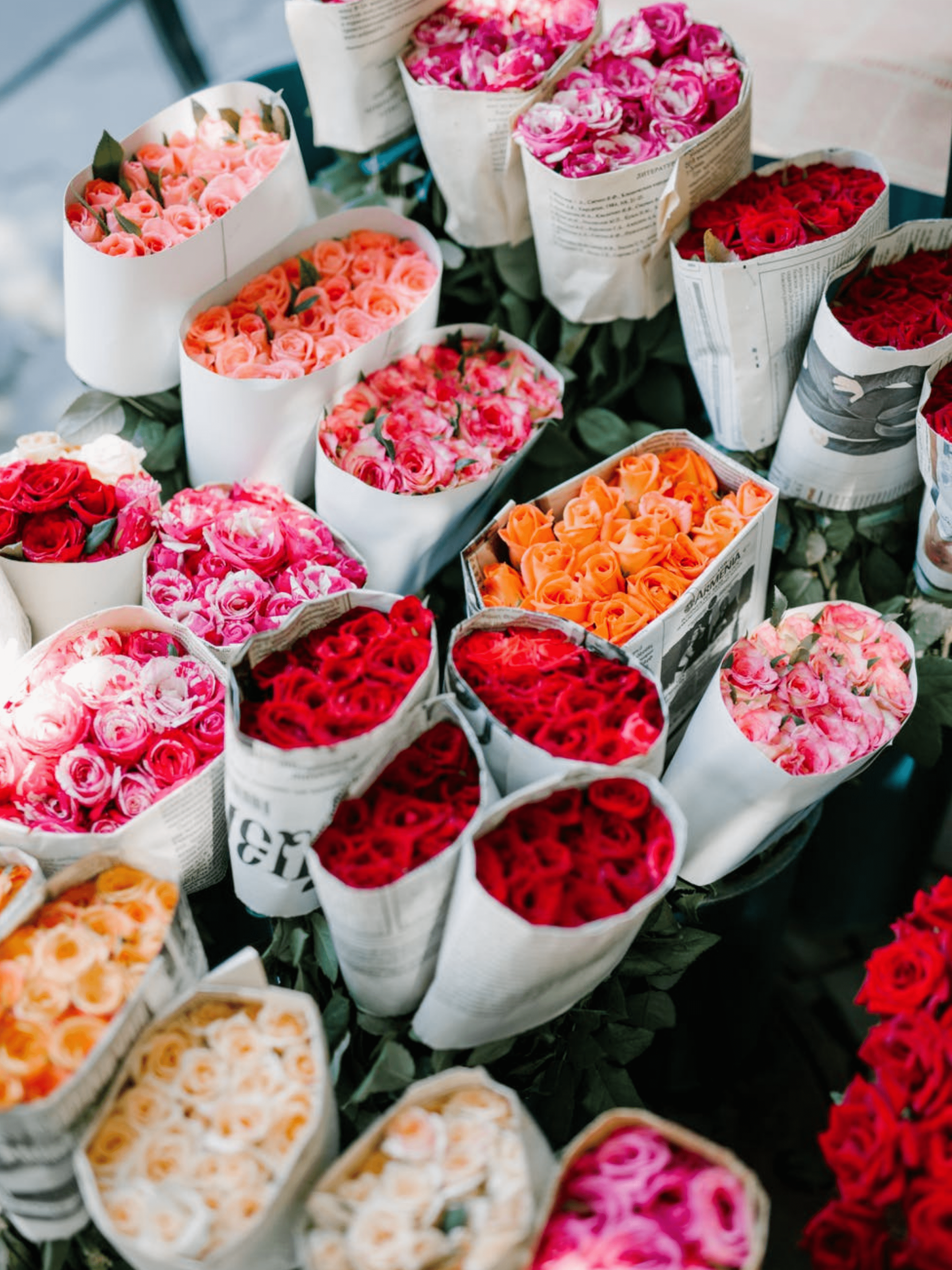 ورد الجوري / روز / rose