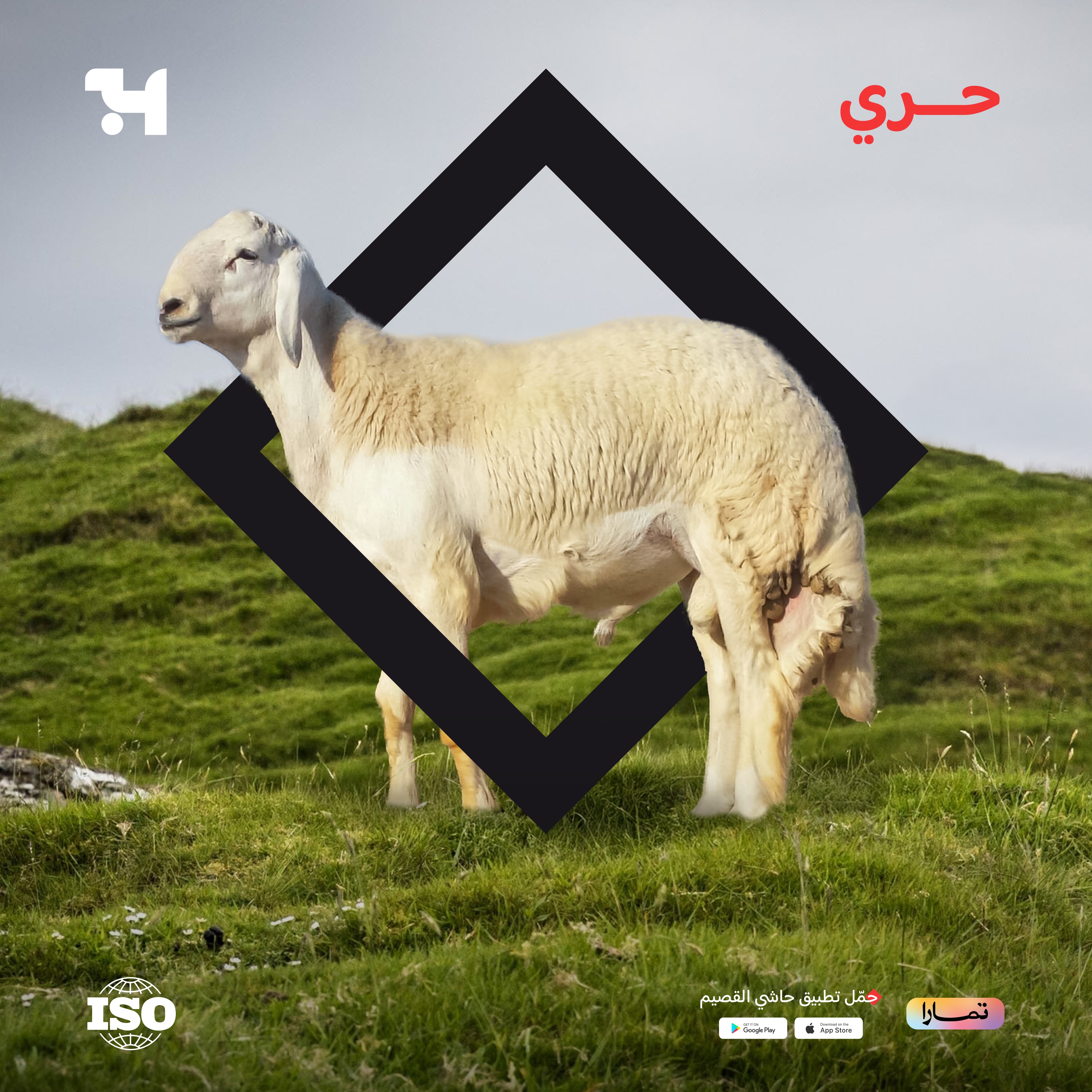  حري جذع 