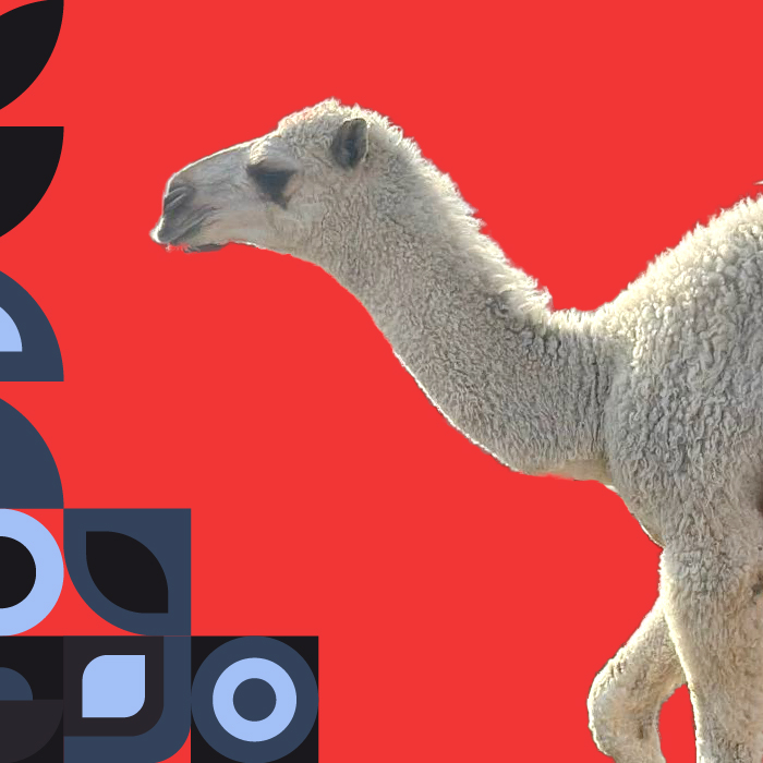  1 كيلو حاشي لباني بالعظم 