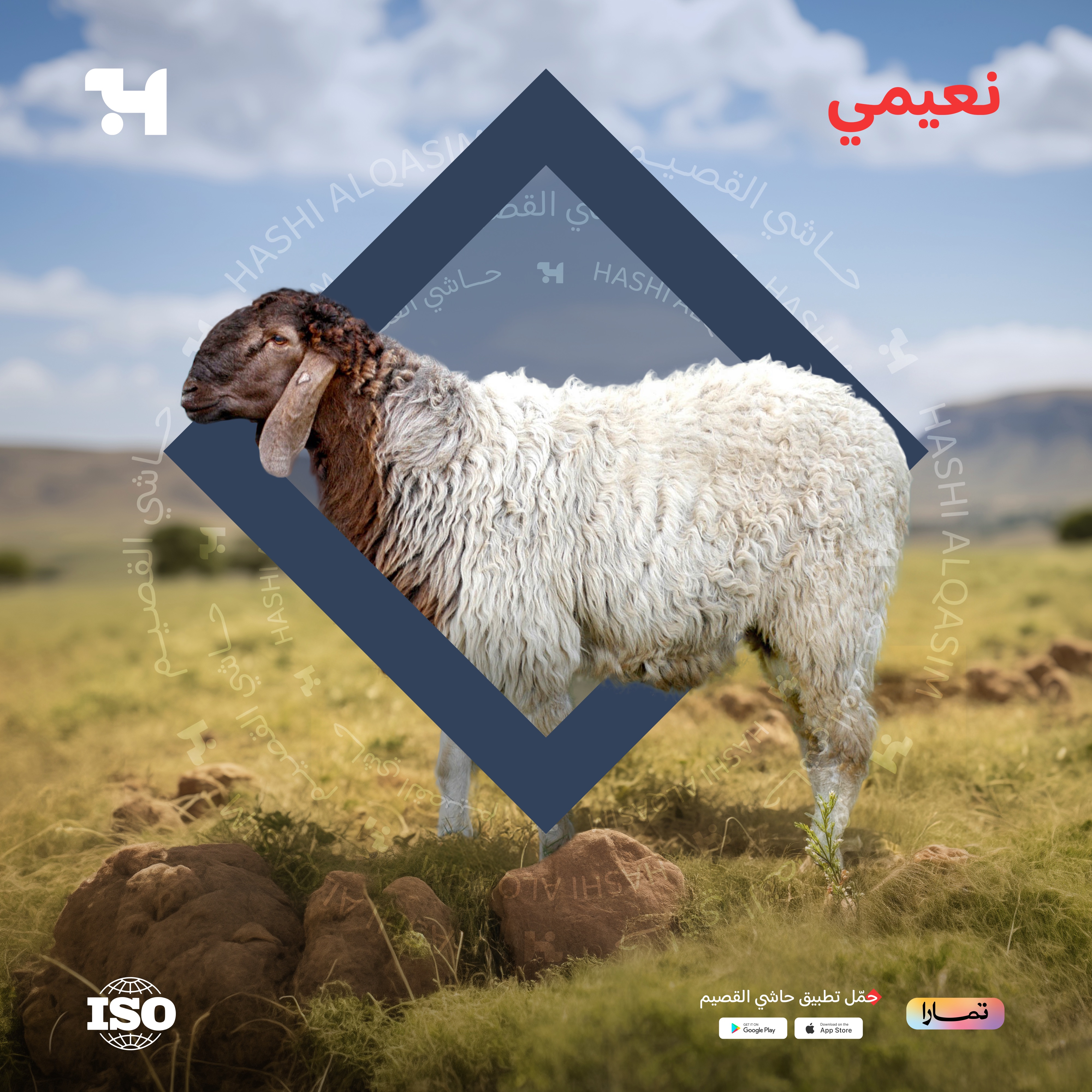  نعيمي هرفي وسط 