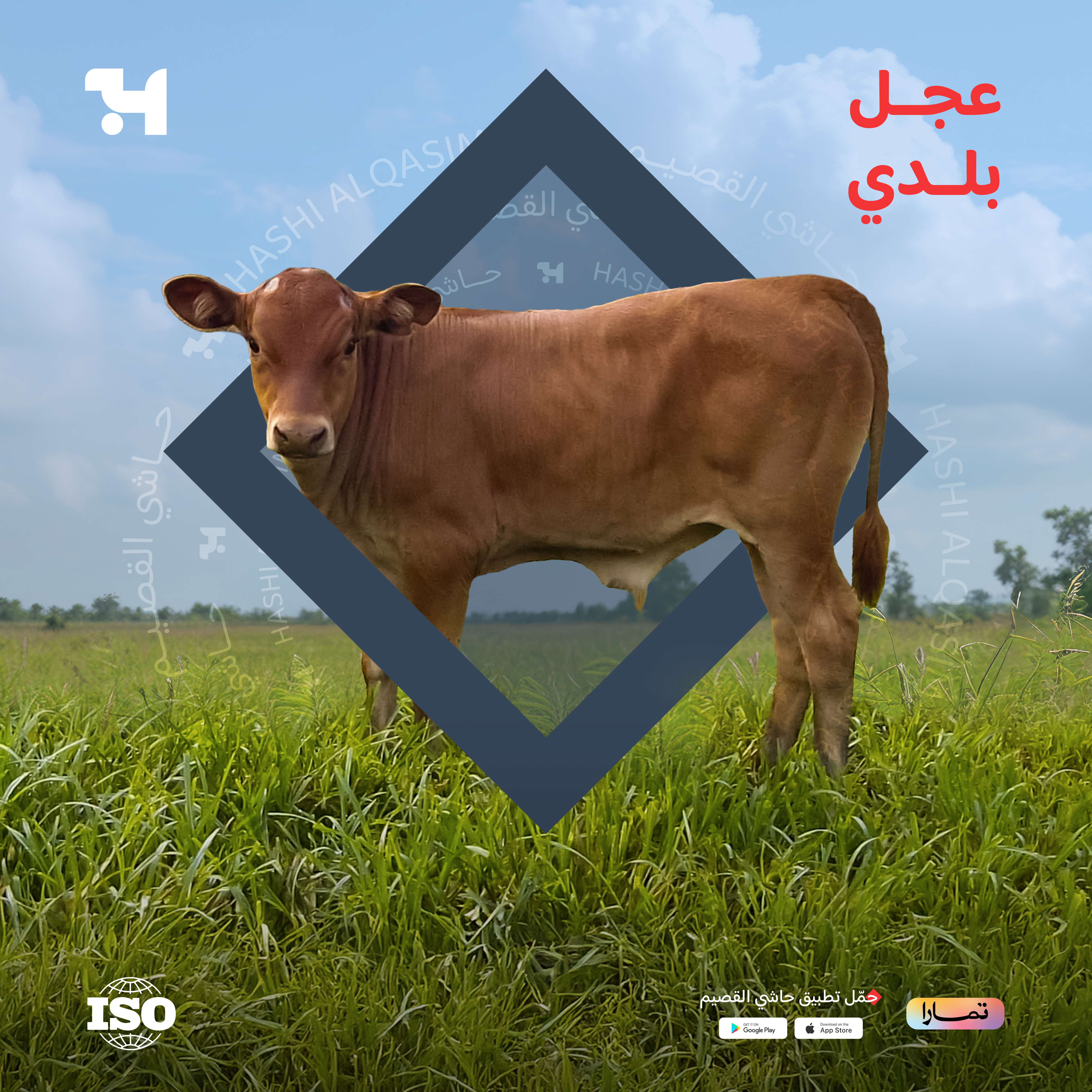  ربع عجل 