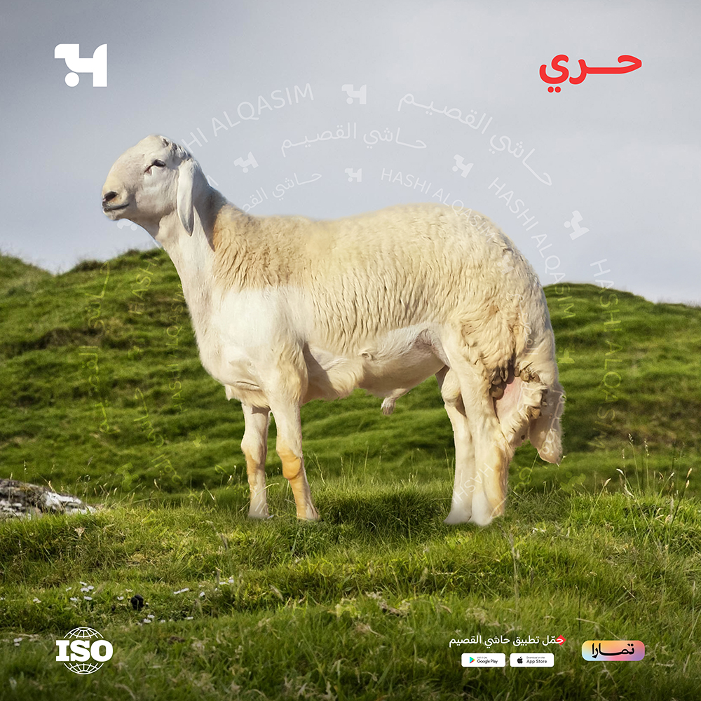  حري جذع 
