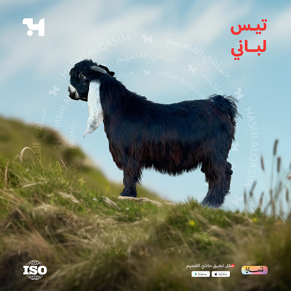  تيس لباني 