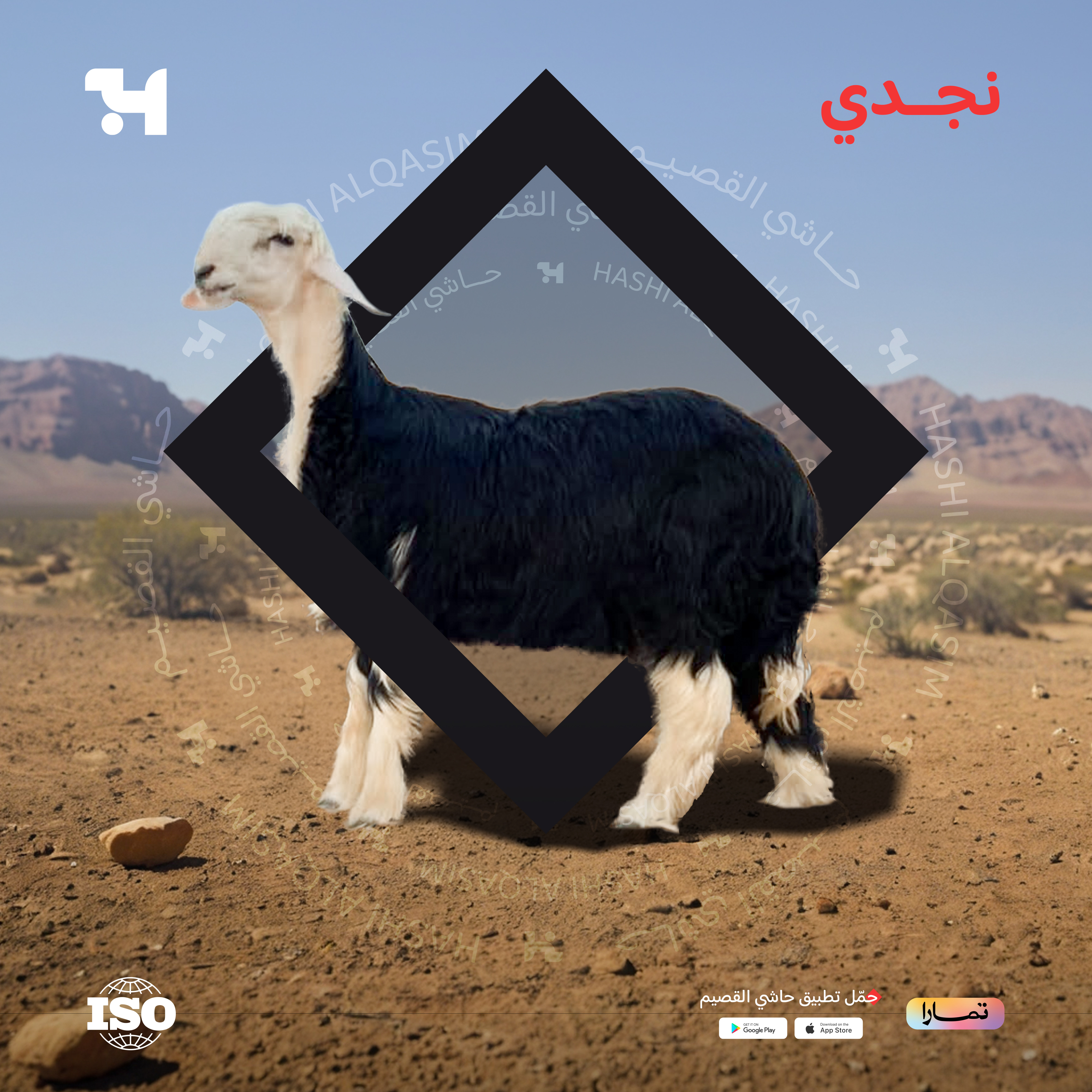  نجدي هرفي وسط 