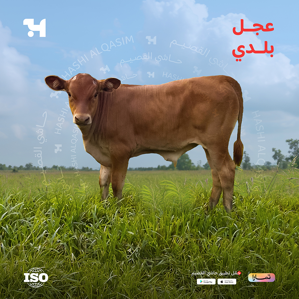  ربع عجل 