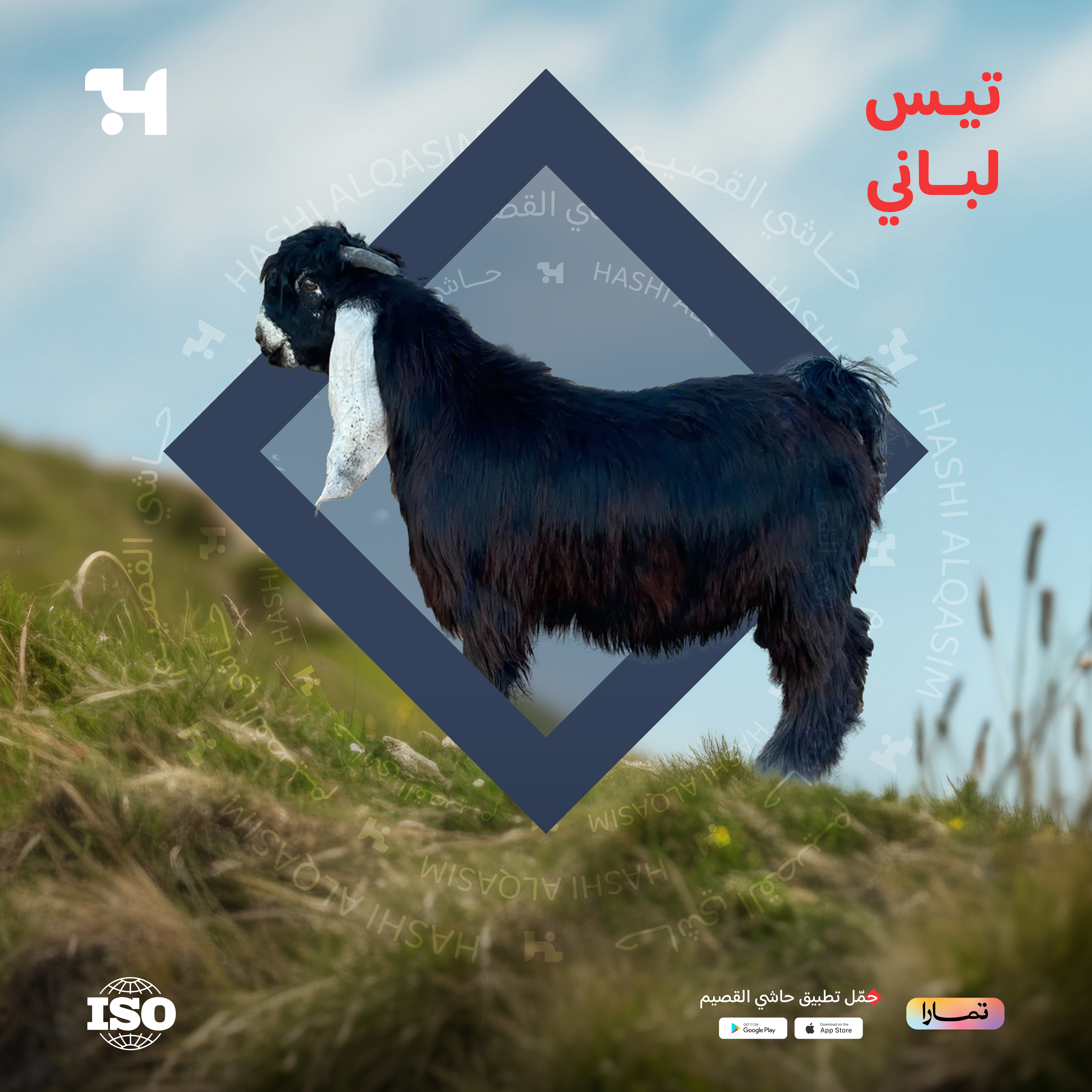  تيس لباني 
