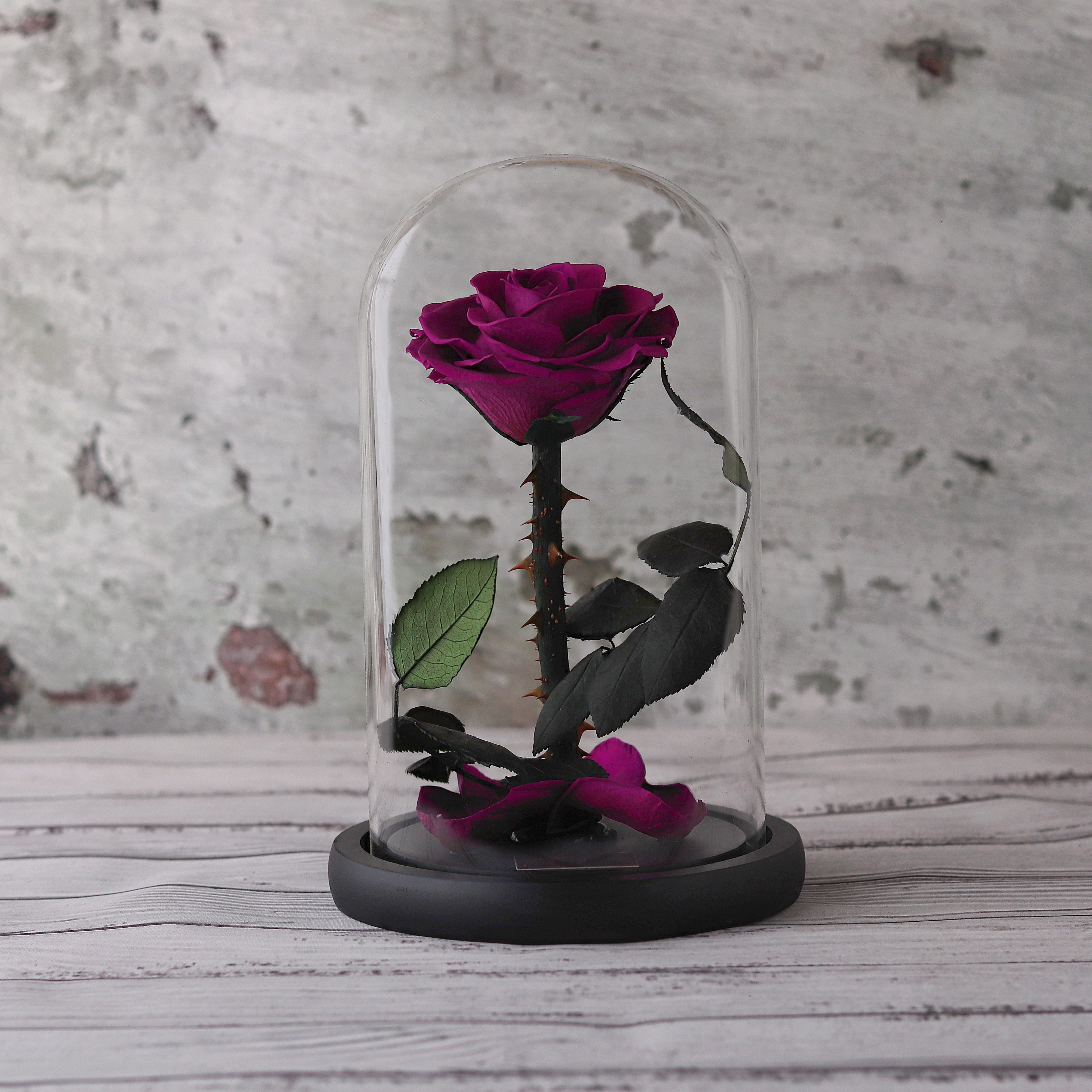 Purple Rose in Glass Dome