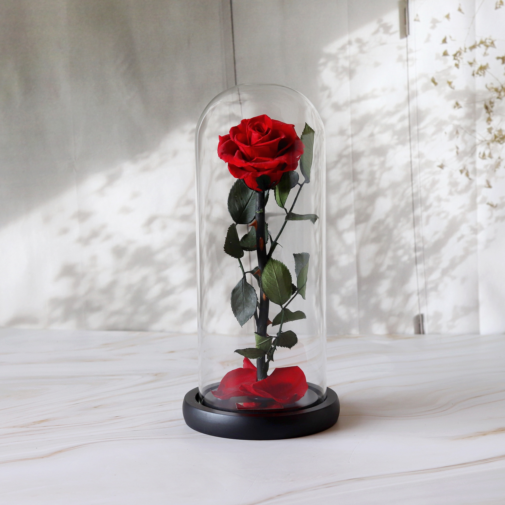 A Red Rose in a Glass Dome