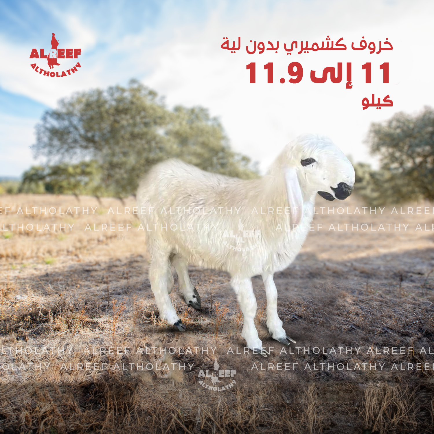 Kashmiri lamb without tail fat, weighing between 11 to 11.9 kg