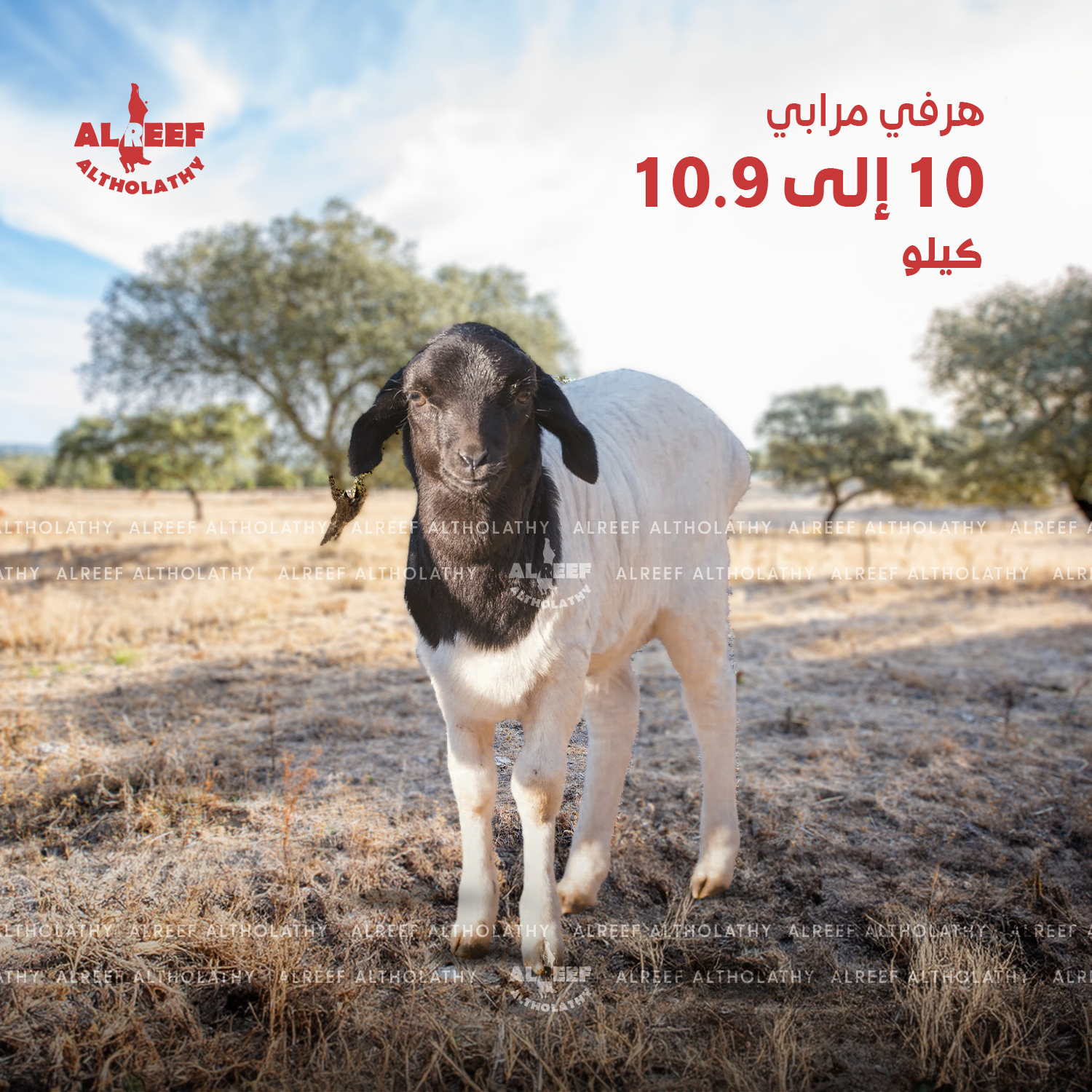Murabbi lamb, from 10 to 10.9 kilograms