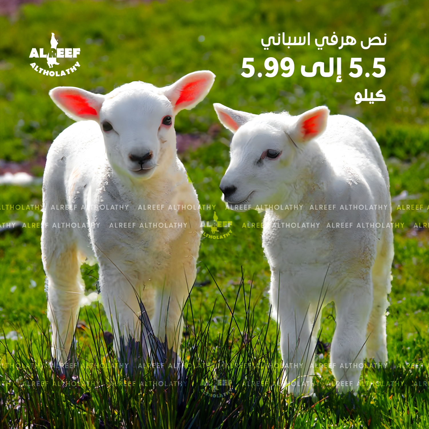 Half a Spanish hervey lamb, weighing between 5.5 to 5.99 kilograms