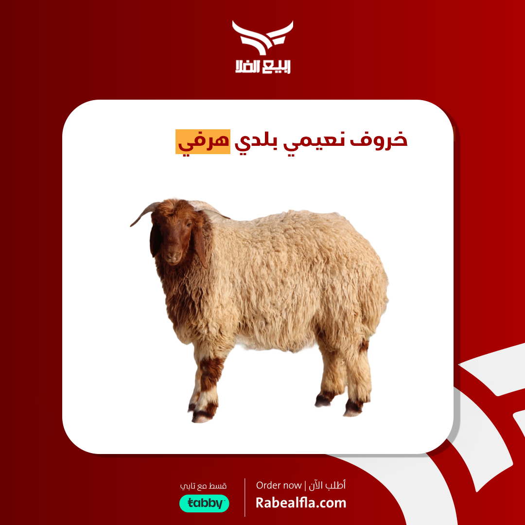 خروف نعيمي بلدي - هرفي