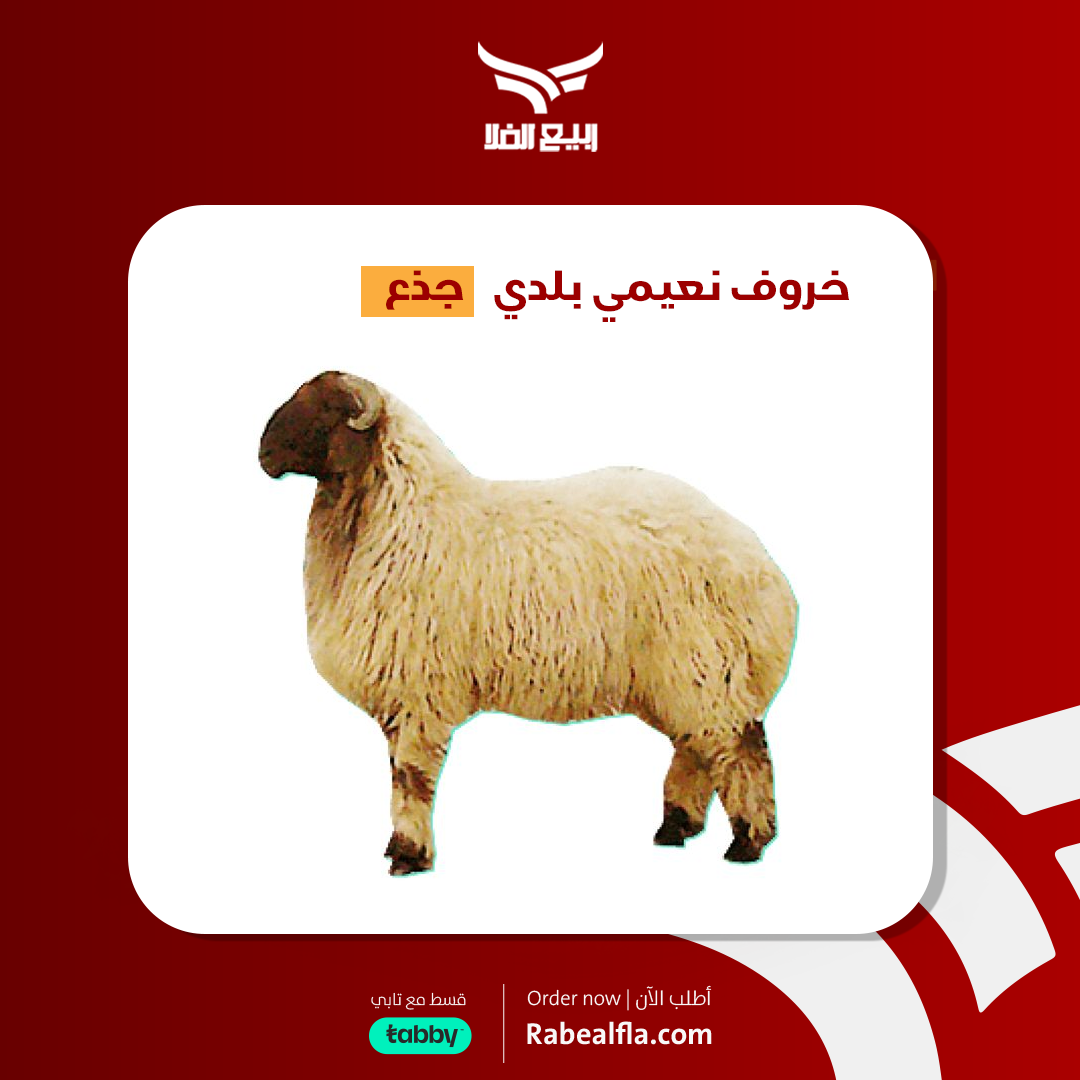 خروف نعيمي بلدي - جذع