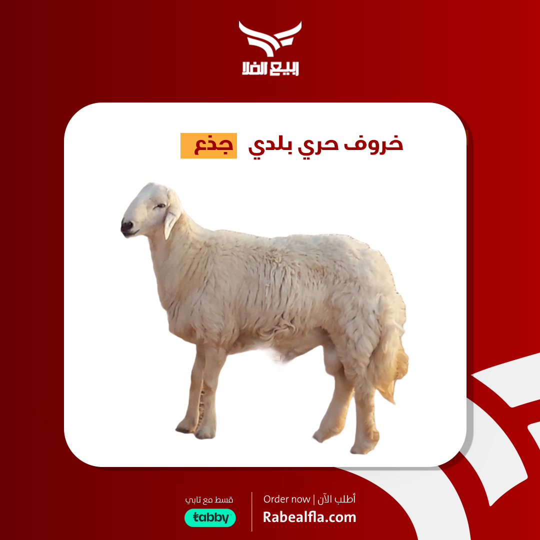 خروف حري بلدي - جذع