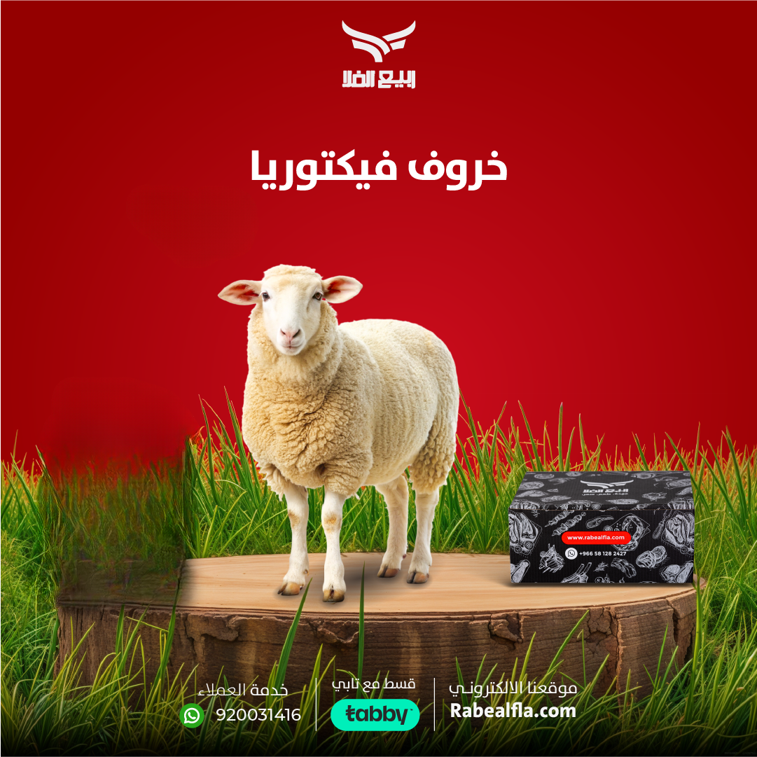 خروف هرفي فيكتوريا (فاخر)