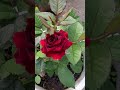 صورة مصغرة 3