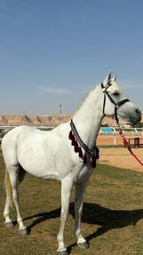 صورة مصغرة 2