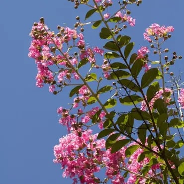 صورة مصغرة 1