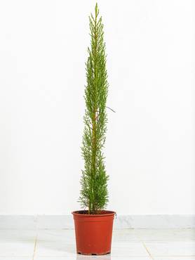 صورة مصغرة 3