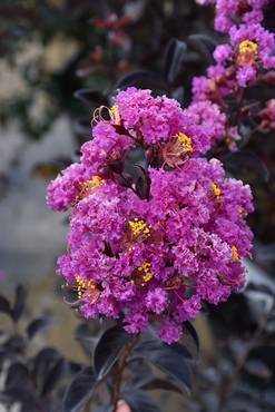 صورة مصغرة 9