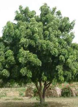 صورة مصغرة 4