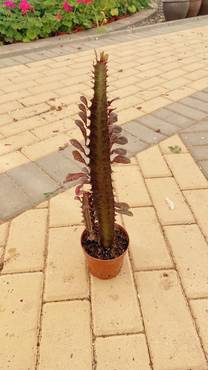 صورة مصغرة 4
