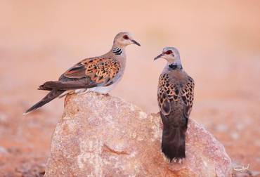 صورة مصغرة 2
