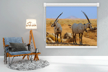 صورة مصغرة 1
