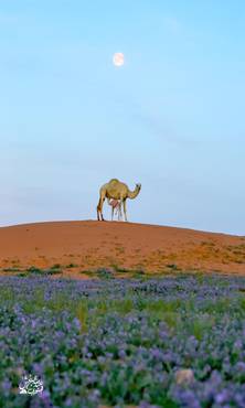 صورة مصغرة 2