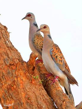 صورة مصغرة 2