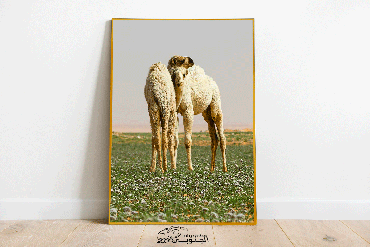 صورة مصغرة 3