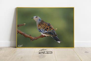 صورة مصغرة 3