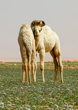 صورة مصغرة 2