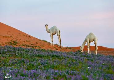 صورة مصغرة 2