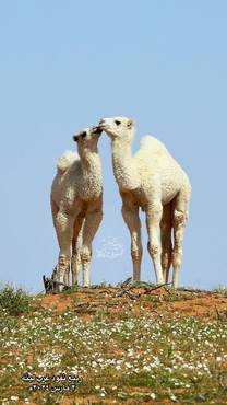 صورة مصغرة 2