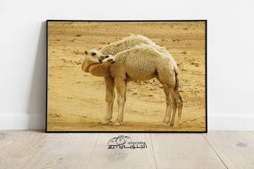صورة مصغرة 1