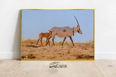 صورة مصغرة 3