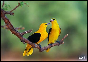 صورة مصغرة 2