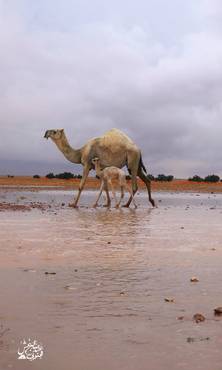 صورة مصغرة 3