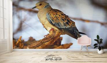 صورة مصغرة 1