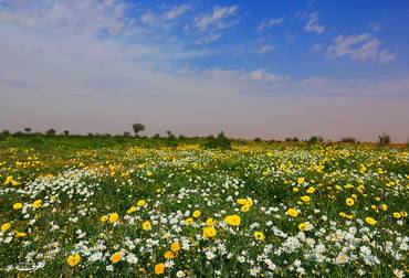 صورة مصغرة 2