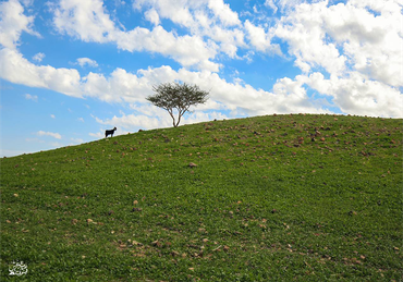 صورة مصغرة 2