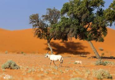 صورة مصغرة 2