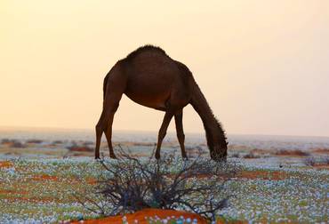 صورة مصغرة 2