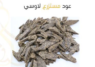 صورة مصغرة 1