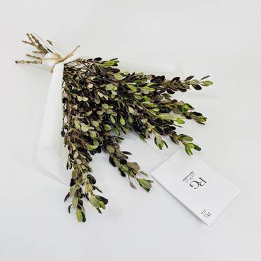 صورة مصغرة 2